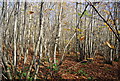 Coppiced trees, Hurst  Wood