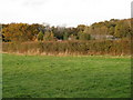 View over hedgerow to Rookery Copse Farm