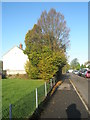 Autumnal tree in Priorsdean Crescent