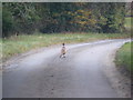 TM2665 : Pheasant  at Saxtead Bottom by Geographer