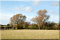 Trees across a pasture west of Ufton