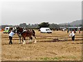 SO2191 : Horse ploughing by Penny Mayes