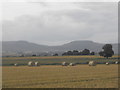 Looking west into Tullybelton