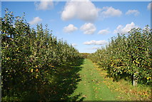 TQ6054 : Apple orchard off Winfield Lane by N Chadwick