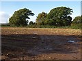 Field by Newcourt Road