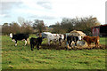 Cattle feeding on Bridge Farm, Hunningham