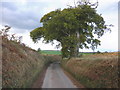 Isolated oak tree, near Helwell Farm