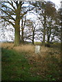 Trig point at 96m in the copse