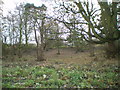 Former pool in the copse at Grindle