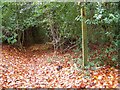 Footpath, Whitmoor Vale