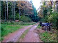 Track Through Princes Wood