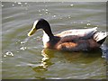 Duck in a pond