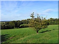 Pasture, Letcombe Regis