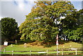 Tree in the churchyard off St George