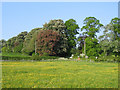 Field off Back Lane, Curry Rivel