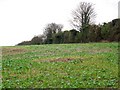 Root crops, Wick Down