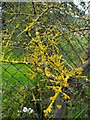 Lichen encrusted thorn bush