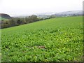 Root crops, Wick Down