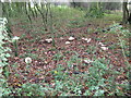 A carousel of Parasol fungi