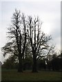 Autumn Trees, Little Gaddesden