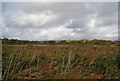 Reeds, Pebsham Conservation Area