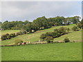 Fields and woodland east of Frosterley