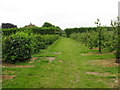 Footpath through the apple orchards at Felderland