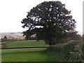 Tree and fields near Ford