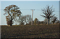 Bare field with trees, dead and alive