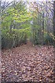 Footpath in Hurst Wood