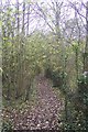 Footpath in Winterbourne Wood