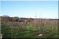 Apple Orchard near Primrose Hill