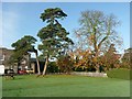 SK1616 : Trees at Wychnor Park by Humphrey Bolton