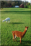 SP2566 : Alpacas in a garden near Hatton locks by Andy F