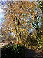 Autumn trees, Tupwood Scrubbs Road