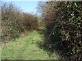 Bridleway near Ashton Common