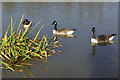 Canada geese at Moorgreen