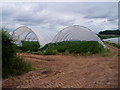 Polytunnels full of strawberries