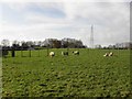 J2588 : Farmland near Doagh by Kenneth  Allen