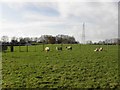 Farmland near Doagh