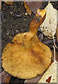 Underside of pumpkin-coloured fungus