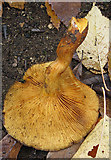 SO6425 : Underside of pumpkin-coloured fungus by Pauline E