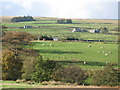 Pastures east of New Shield