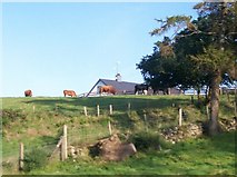 J1727 : Cattle above farm road near Kean's Bridge by Eric Jones