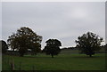 Trees by the Forest Way