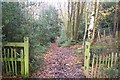 North Downs Way enters Howfield Wood