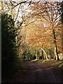 Selwyns Wood Nature Reserve entrance road, Roser