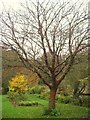 NY9070 : Chesters Walled Garden - the Tibetan cherry tree by Mike Quinn