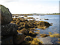 L9335 : Seaweed and boulders by Jonathan Wilkins