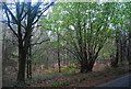 Coppiced trees, Broadwater Forest